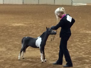 Wally in show ring1