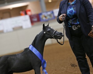 Nationals 2015 ShutUp with ribbon in ring