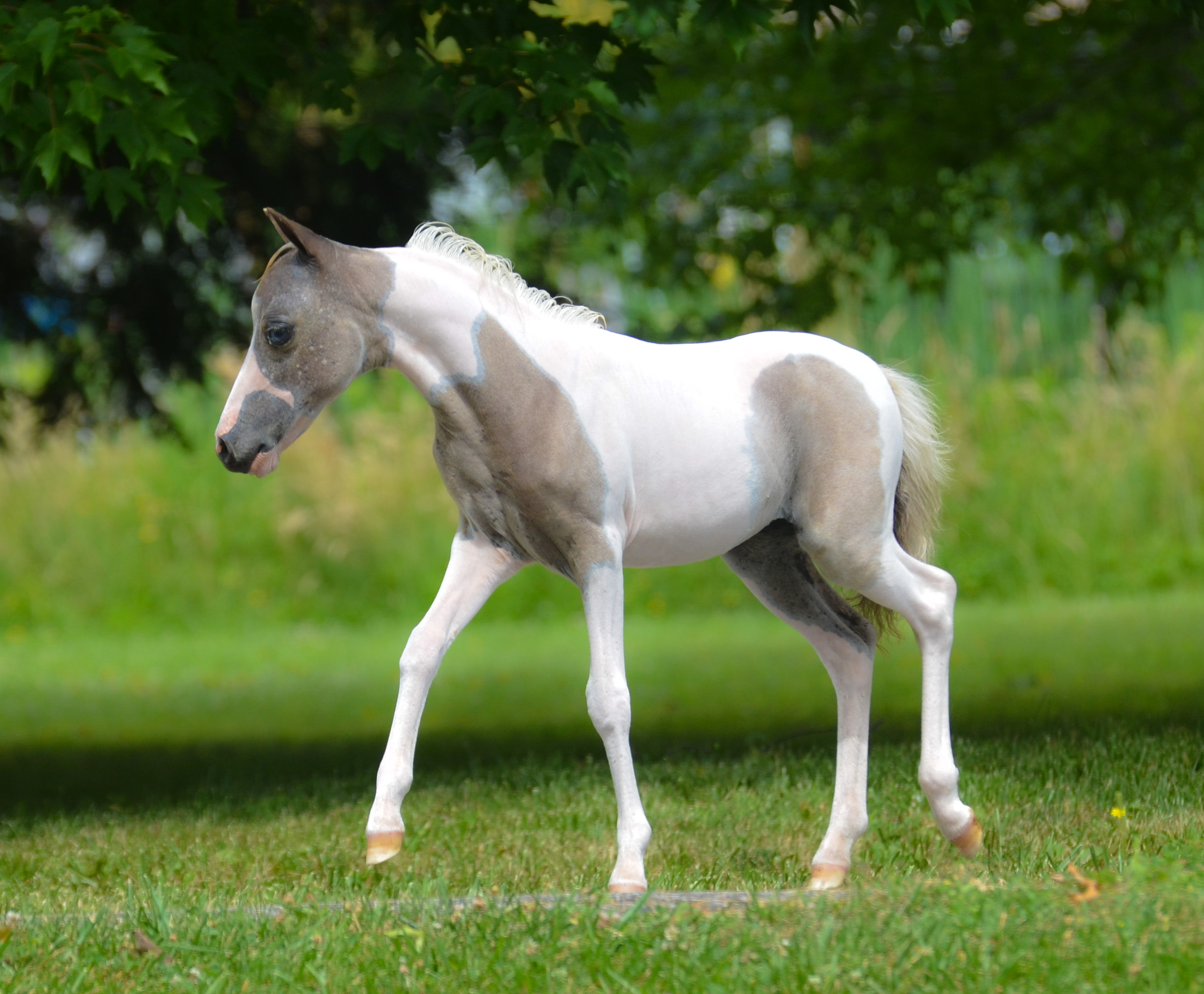 Miss Molly - Diva Valley Miniature Horse Farm