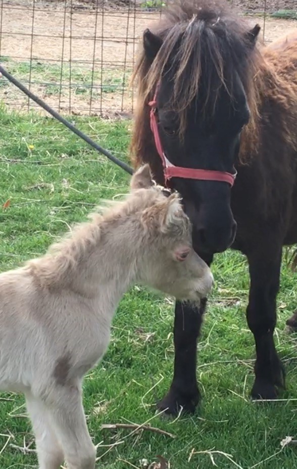 Stallions & Colts For Sale | Diva Valley Miniature Horse Farm