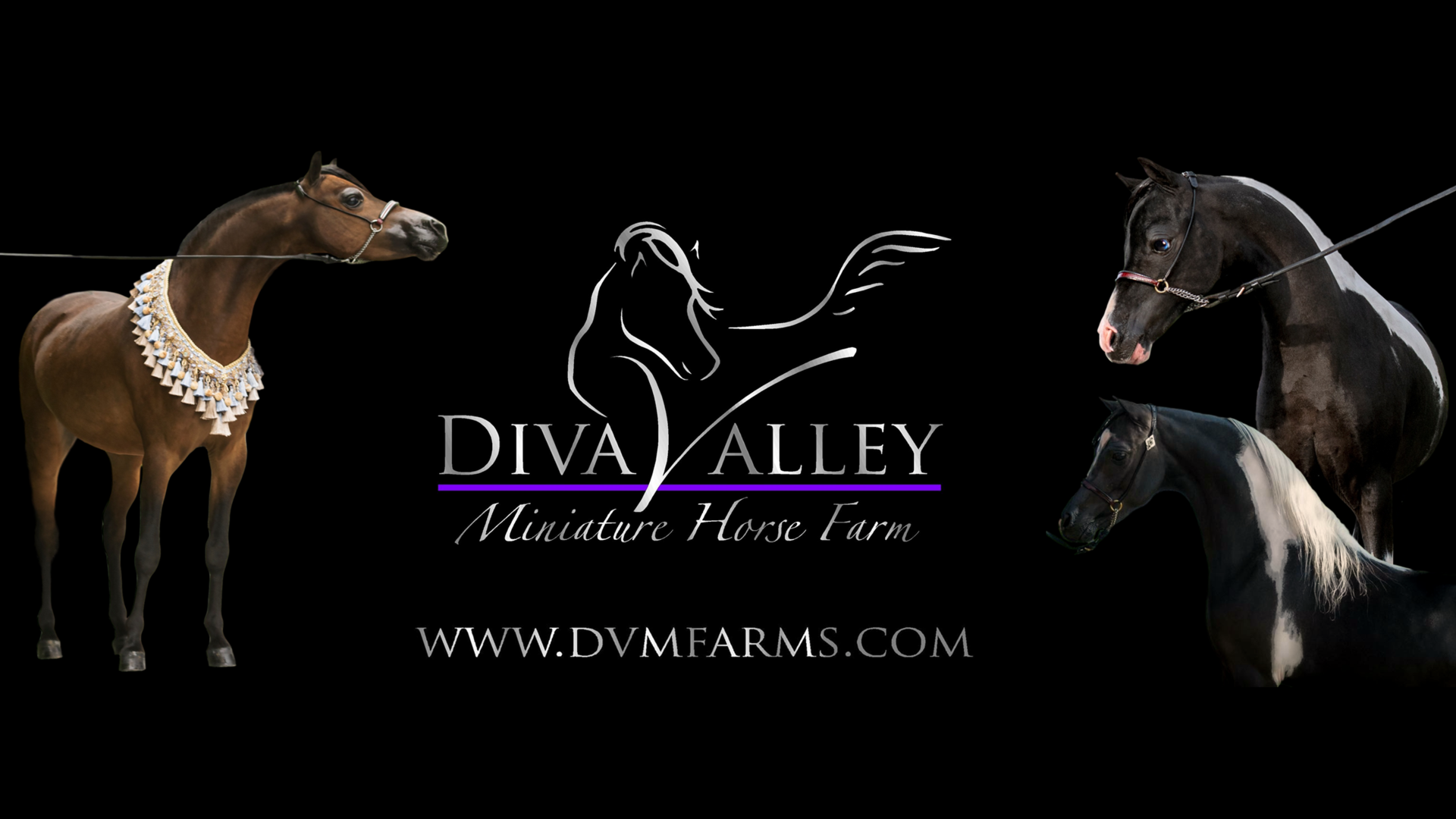 Diva Valley Miniature Horse Farm