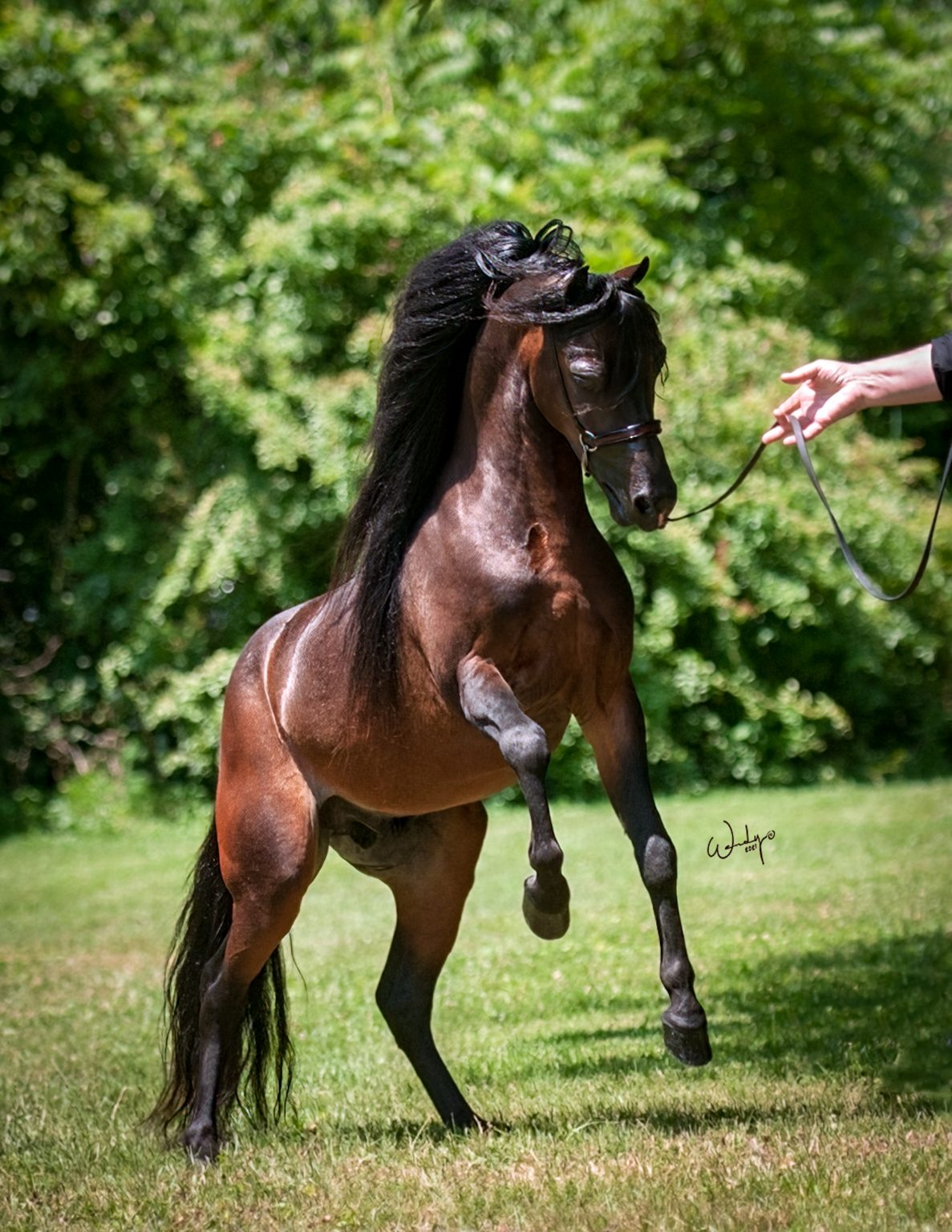 Stallions Diva Valley Miniature Horse Farm