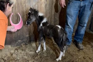 XXXX Peanut - Diva Valley Miniature Horse Farm